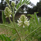 Graines de réglisse sauvage (Glycyrrhiza lepidota) - 40+ graines
