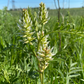 Graines de réglisse sauvage (Glycyrrhiza lepidota) - 40+ graines