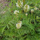 Graines de réglisse sauvage (Glycyrrhiza lepidota) - 40+ graines