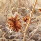 Graines de réglisse sauvage (Glycyrrhiza lepidota) - 40+ graines