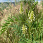 Graines de réglisse sauvage (Glycyrrhiza lepidota) - 40+ graines