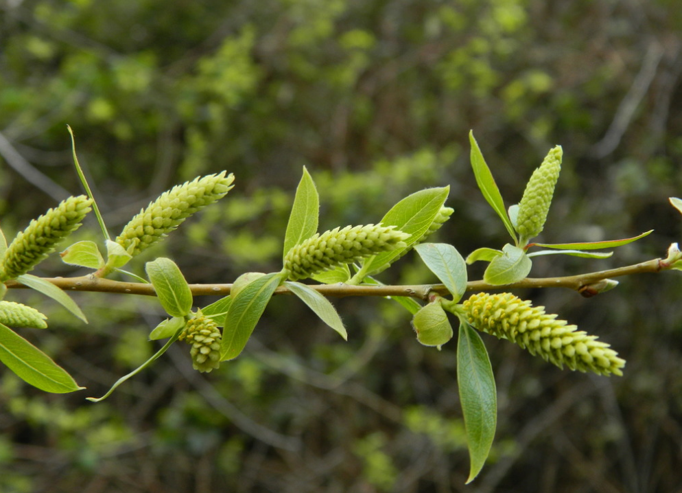Peachleaf Willow (Salix amygdaloides)