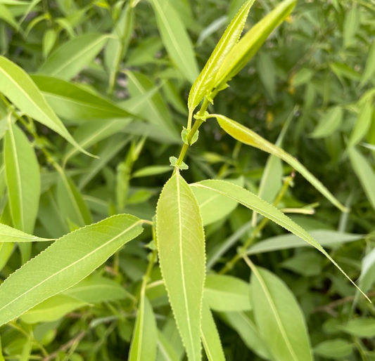 Sauce de hoja de durazno (Salix amygdaloides)