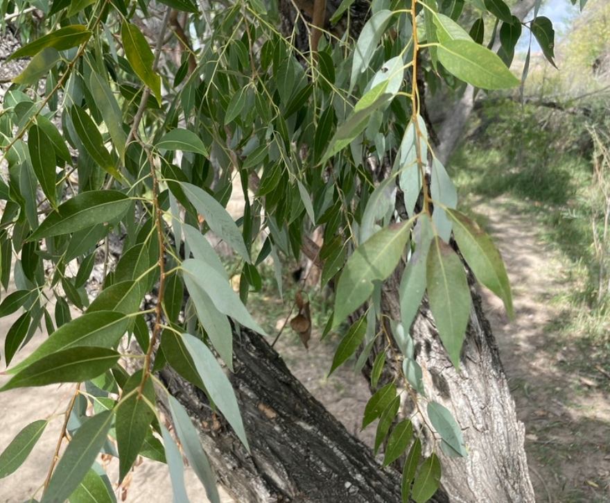 Sauce de hoja de durazno (Salix amygdaloides)