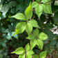 Virginia Creeper Seeds - (Parthenocissus quinquefolia) - 50+ Seeds