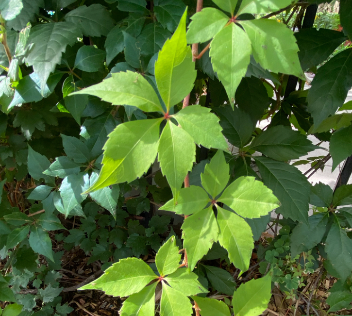Semillas de enredadera de Virginia - (Parthenocissus quinquefolia) - Más de 100 semillas