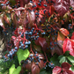 Virginia Creeper Seeds - (Parthenocissus quinquefolia) - 50+ Seeds
