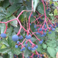 Virginia Creeper Seeds - (Parthenocissus quinquefolia) - 50+ Seeds