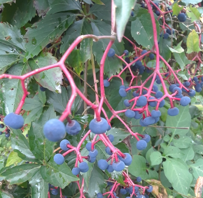 Semillas de enredadera de Virginia - (Parthenocissus quinquefolia) - Más de 100 semillas