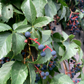 Virginia Creeper Seeds - (Parthenocissus quinquefolia) - 50+ Seeds