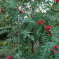 American Mountain Ash (Sorbus americana)