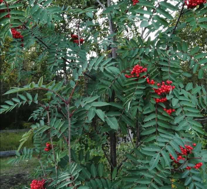 Semillas de Fresno de Montaña Americano (Sorbus americana) - Más de 50 semillas