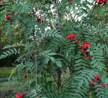 Graines de sorbier américain (Sorbus americana) - 50+ graines
