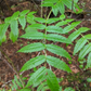 American Mountain Ash (Sorbus americana)