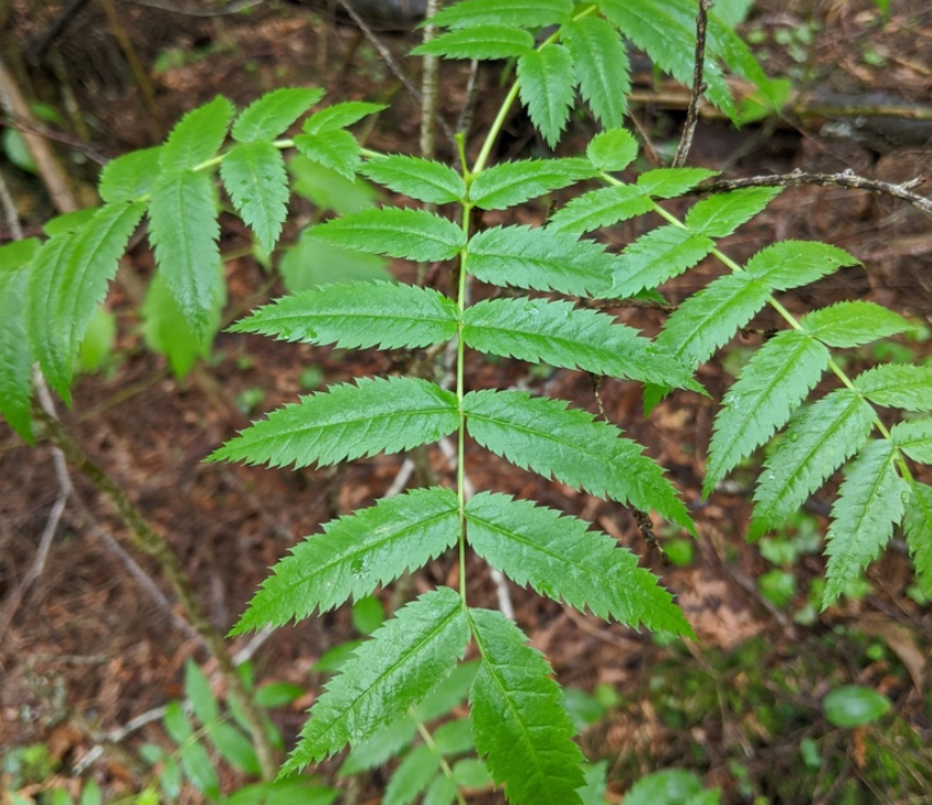 American Mountain Ash Seeds (Sorbus americana) - 50+ Seeds