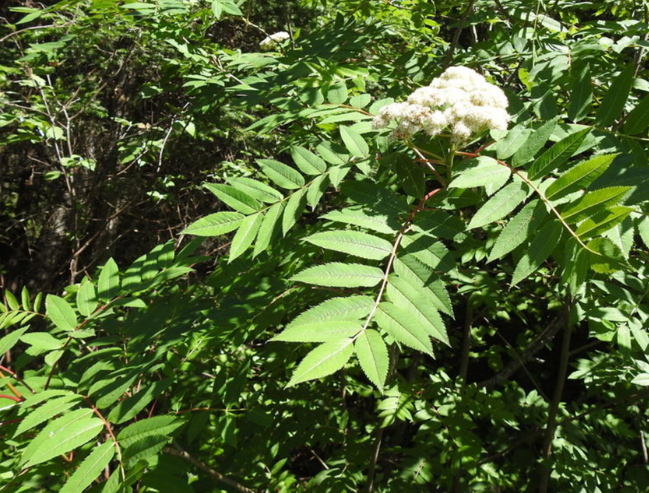 American Mountain Ash Seeds (Sorbus americana) - 50+ Seeds