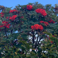 Graines de sorbier américain (Sorbus americana) - 50+ graines