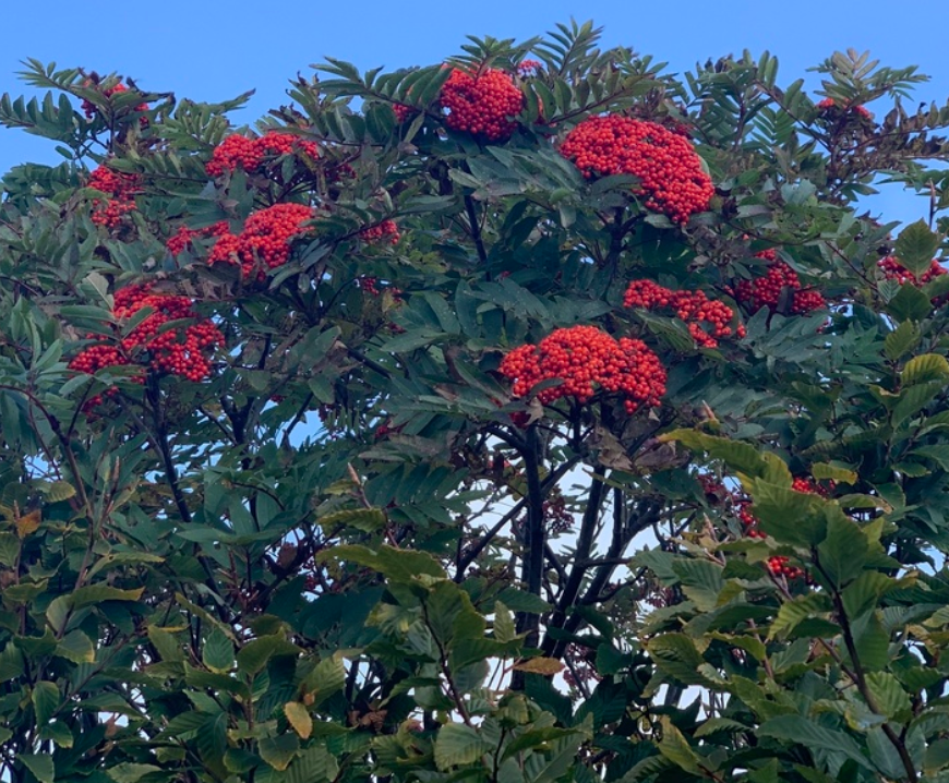 American Mountain Ash Seeds (Sorbus americana) - 50+ Seeds