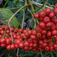American Mountain Ash (Sorbus americana)