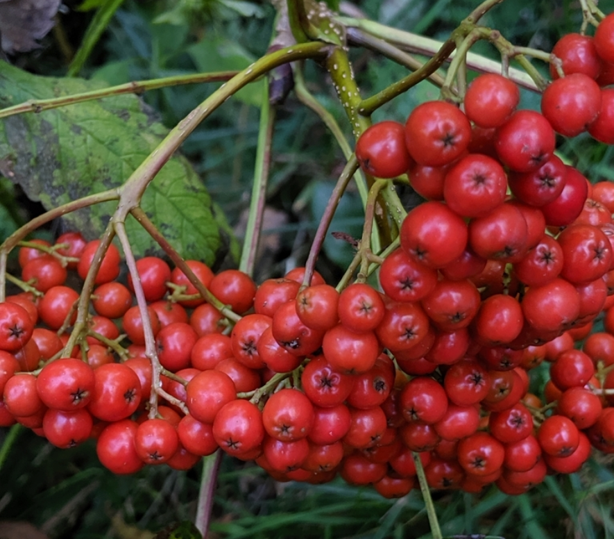 Semillas de Fresno de Montaña Americano (Sorbus americana) - Más de 50 semillas