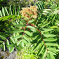 Graines de sorbier américain (Sorbus americana) - 50+ graines