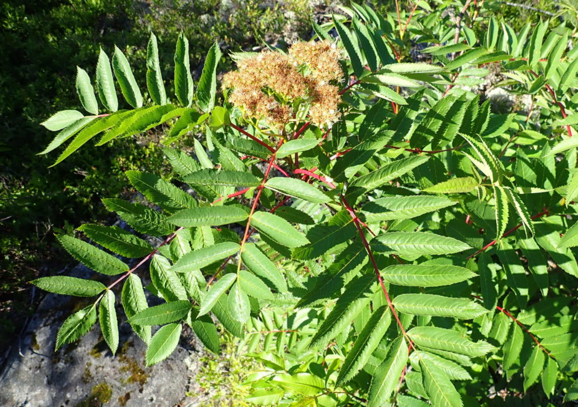 Semillas de Fresno de Montaña Americano (Sorbus americana) - Más de 50 semillas