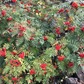 Graines de sorbier américain (Sorbus americana) - 50+ graines