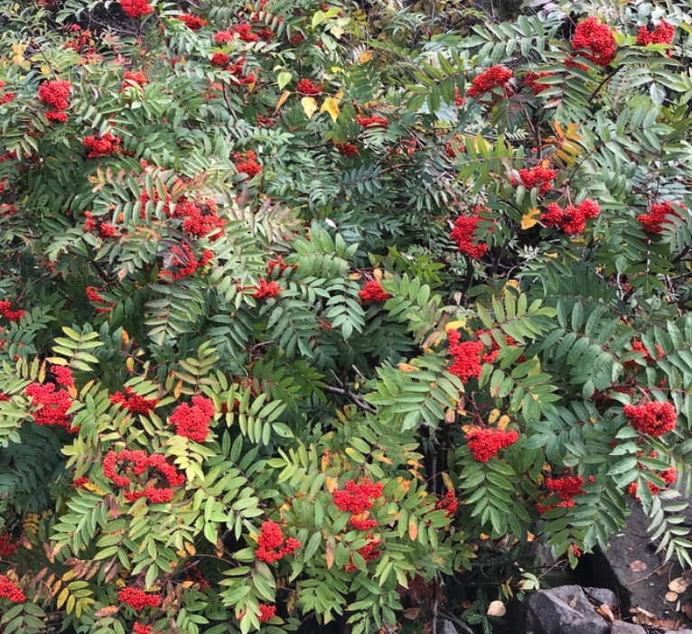 Semillas de Fresno de Montaña Americano (Sorbus americana) - Más de 50 semillas