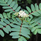 Graines de sorbier américain (Sorbus americana) - 50+ graines