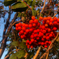 Graines de sorbier américain (Sorbus americana) - 50+ graines