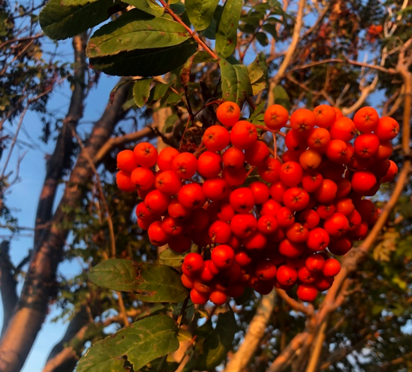 Graines de sorbier américain (Sorbus americana) - 50+ graines