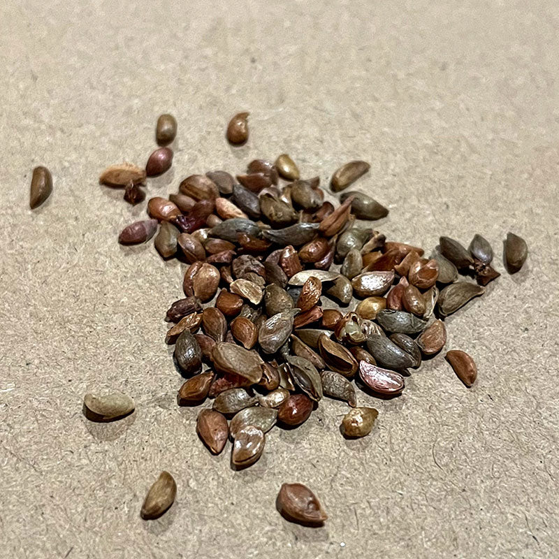 Semillas de manzano silvestre siberiano (Malus baccata) - Más de 75 semillas