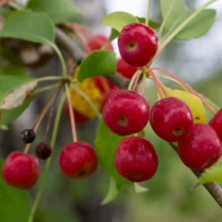 Semillas de manzano silvestre siberiano (Malus baccata) - Más de 75 semillas