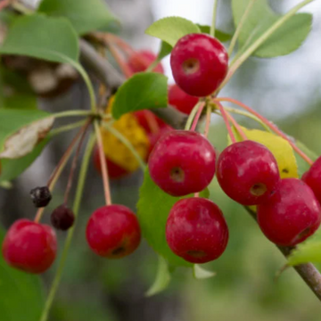 Siberian Crabapple Seeds