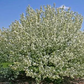 Semillas de manzano silvestre siberiano (Malus baccata) - Más de 75 semillas