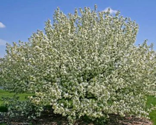 Semillas de manzano silvestre siberiano (Malus baccata) - Más de 75 semillas