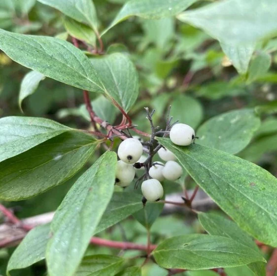 Graines de cornouiller redosier (Cornus sericea) - 50+ graines