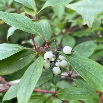 Redosier Dogwood Seeds