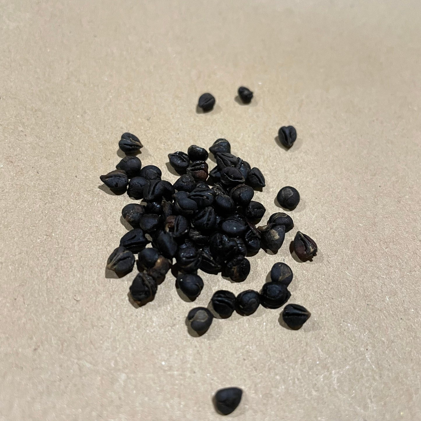 Virginia Creeper Seeds - (Parthenocissus quinquefolia) - 100+ Seeds