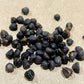 Virginia Creeper Seeds - (Parthenocissus quinquefolia) - 50+ Seeds