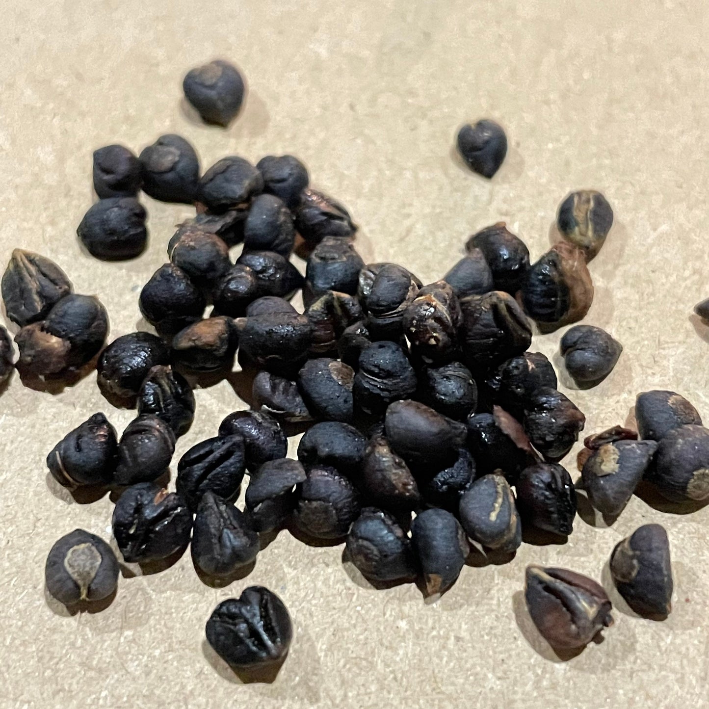 Virginia Creeper Seeds - (Parthenocissus quinquefolia) - 100+ Seeds