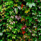 Virginia Creeper Seeds - (Parthenocissus quinquefolia) - 50+ Seeds
