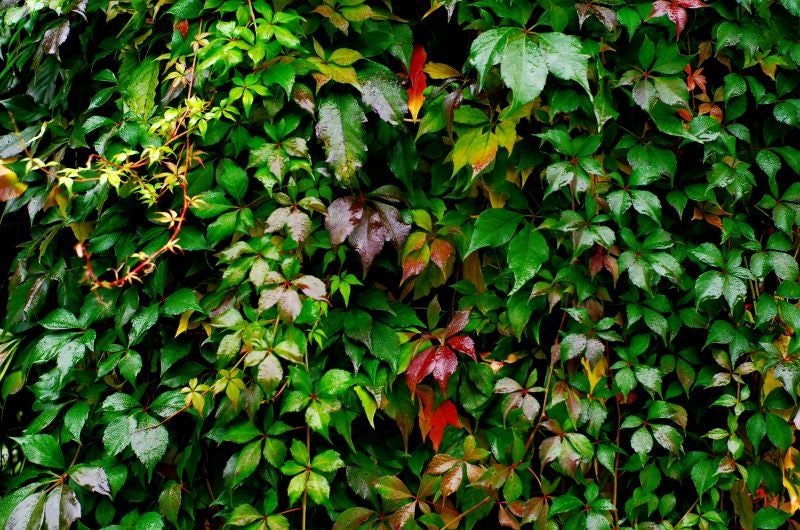 Virginia Creeper Seeds - (Parthenocissus quinquefolia) - 100+ Seeds