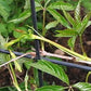 Virginia Creeper Seeds - (Parthenocissus quinquefolia) - 50+ Seeds