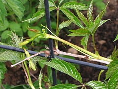 Semillas de enredadera de Virginia - (Parthenocissus quinquefolia) - Más de 100 semillas
