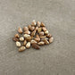 Graines de rosier sauvage (Rosa Woodsii) - 40+ graines