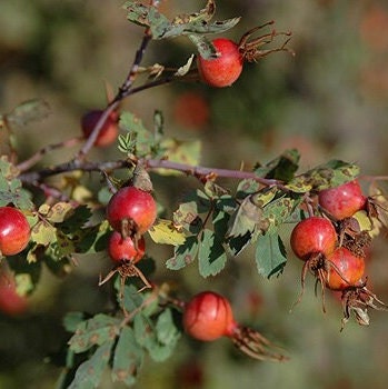 Semillas de rosa silvestre (Rosa Woodsii) - Más de 75 semillas
