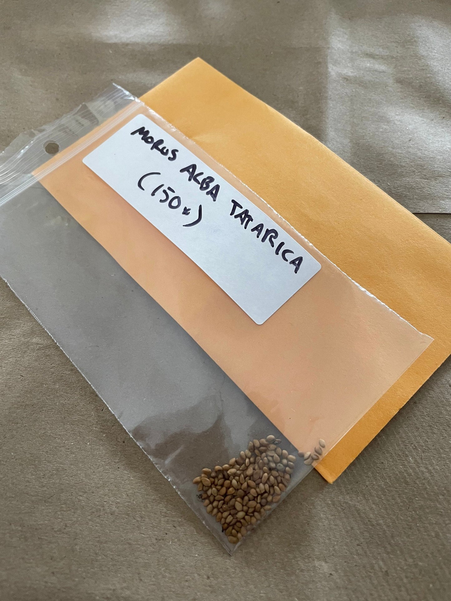 Semillas de morera blanca (Morus alba var. tatarica) - Zona 4 - Más de 150 semillas