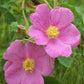 Graines de rosier sauvage (Rosa Woodsii) - 40+ graines