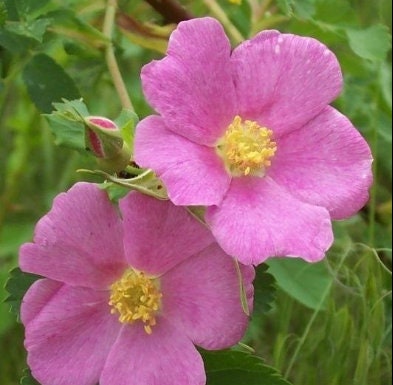 Semillas de rosa silvestre (Rosa Woodsii) - Más de 75 semillas